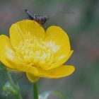 Grasgumper oder doch nur Butterblume