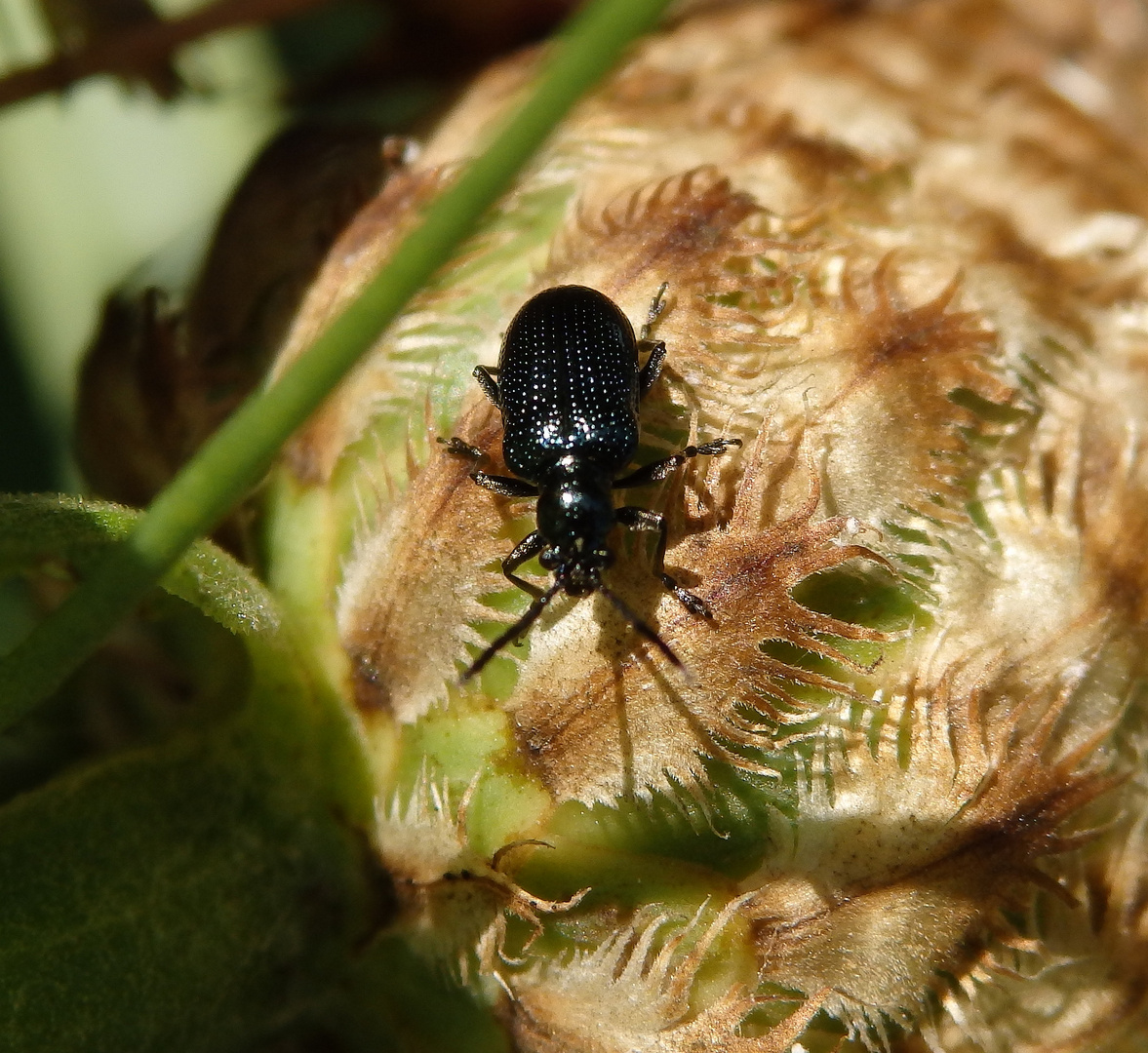 Grashähnchen Oulema gallaeciana auf verblühter Flockenblume