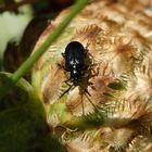 Grashähnchen Oulema gallaeciana auf verblühter Flockenblume