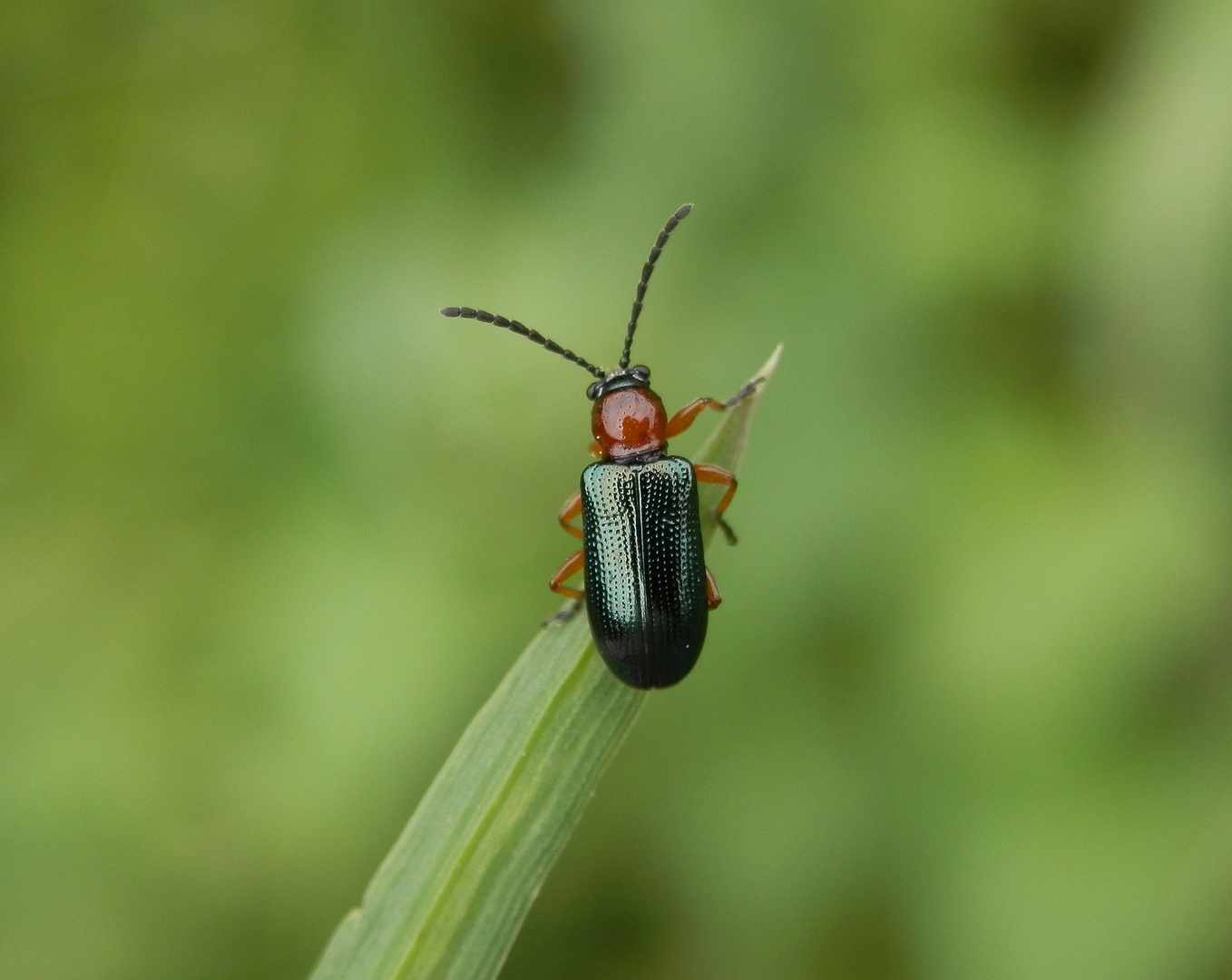 Grashähnchen (Oulema melanopus)