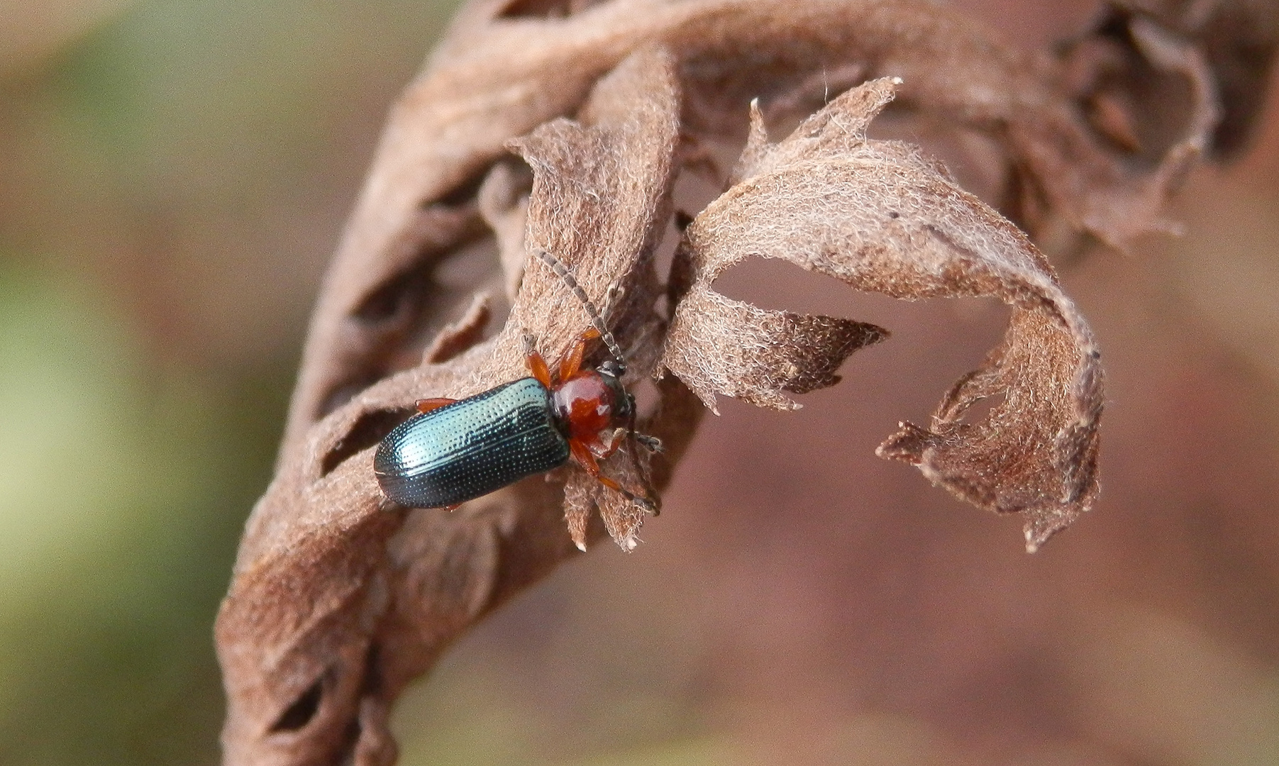 Grashähnchen (Oulema melanopus) im Januar 2018