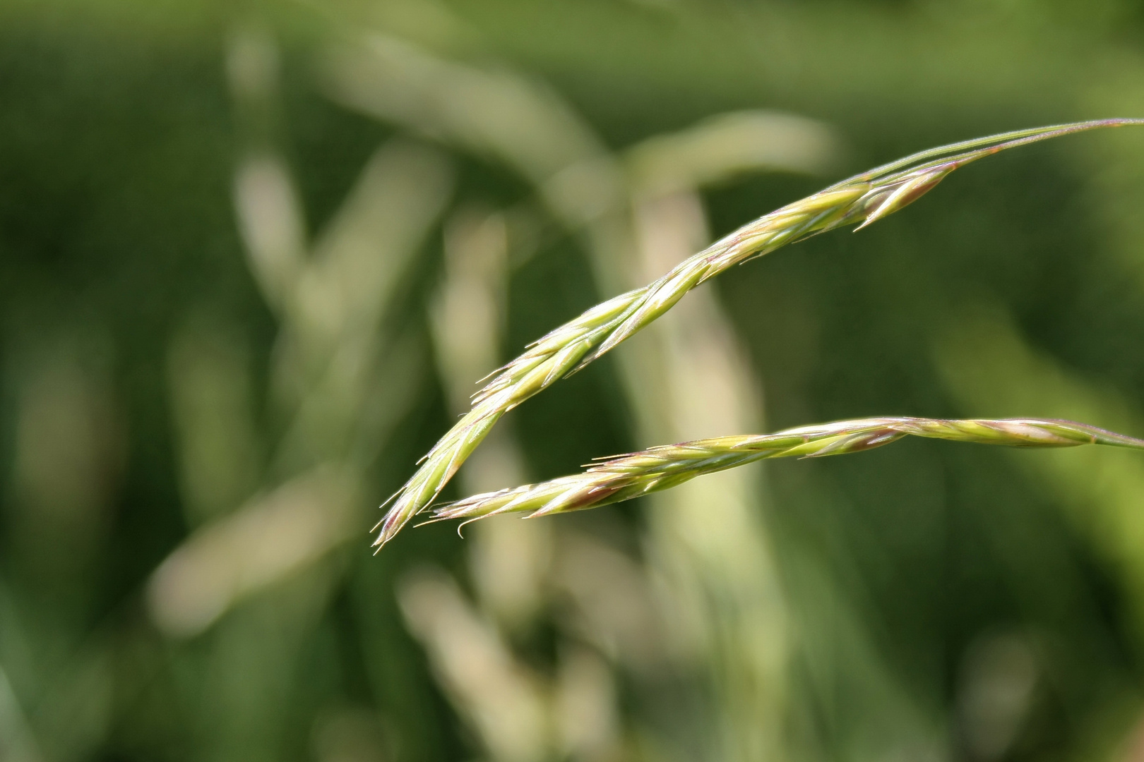 Grashalm Foto & Bild pflanzen, pilze & flechten, gräser, natur Bilder