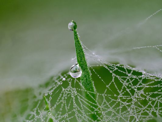 Grashalm hält Tropfenzelt
