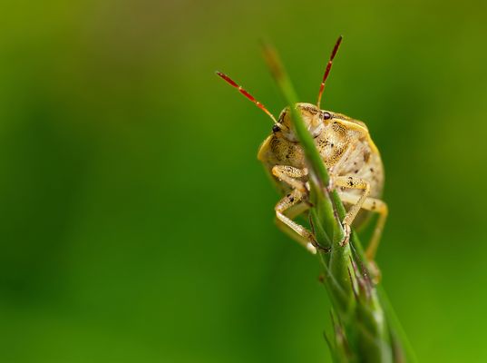 GRASHALM? ICH NENN'S LAUFSTEG!
