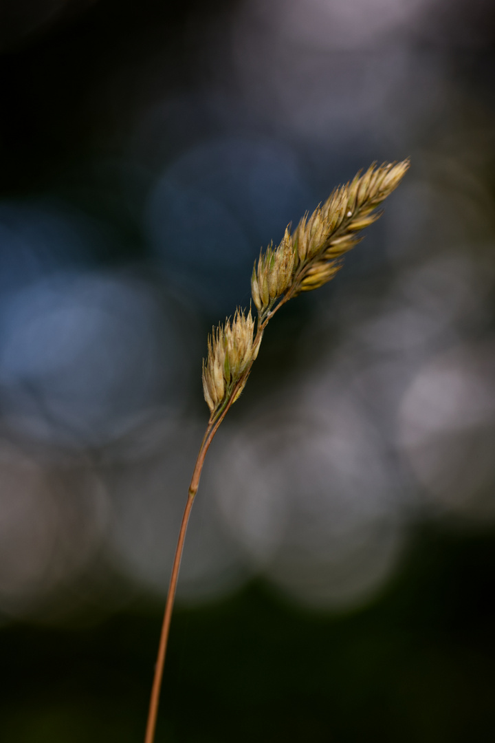 Grashalm im Gegenlicht