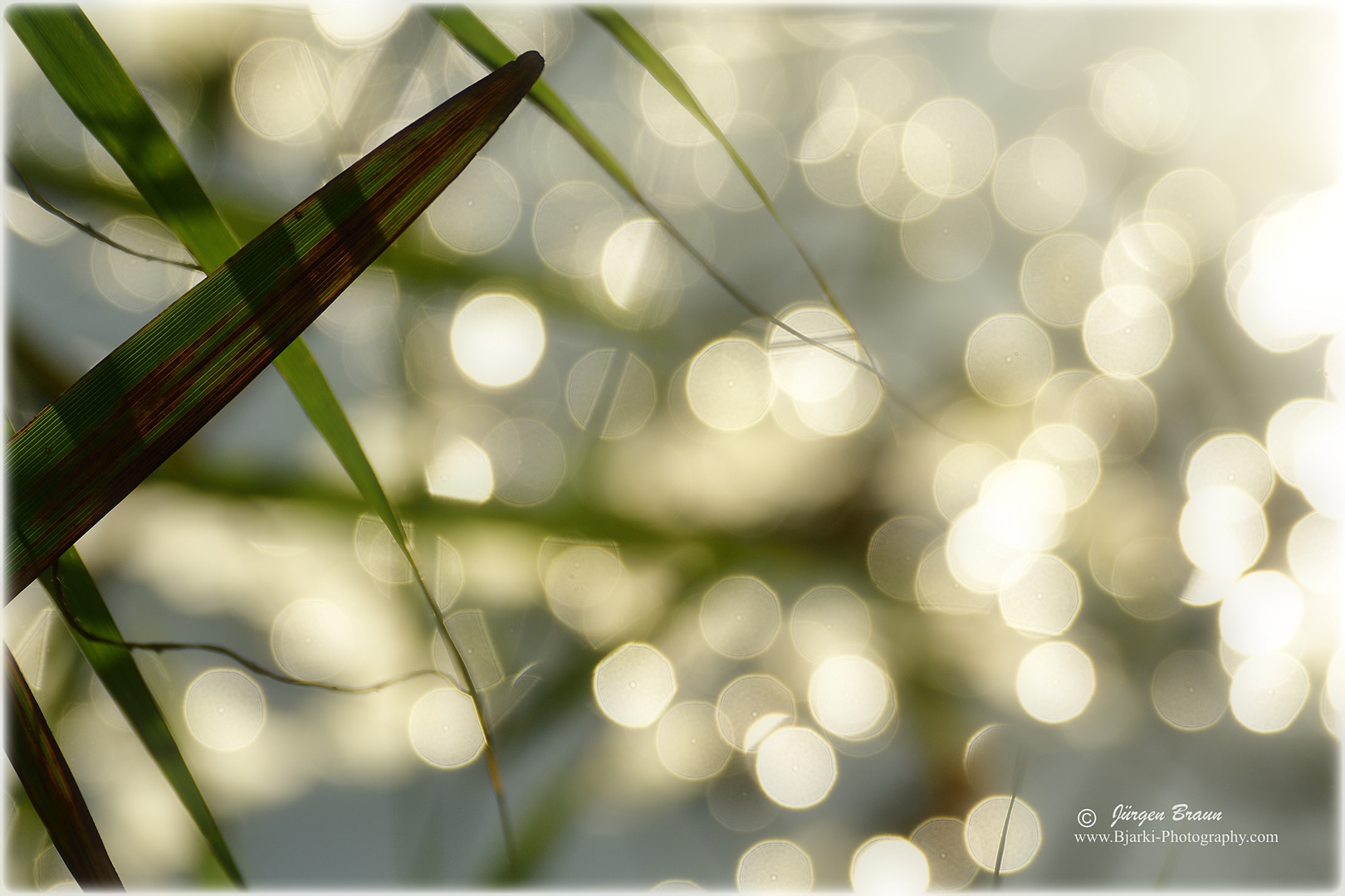 Grashalm im Gegenlicht am Morgen