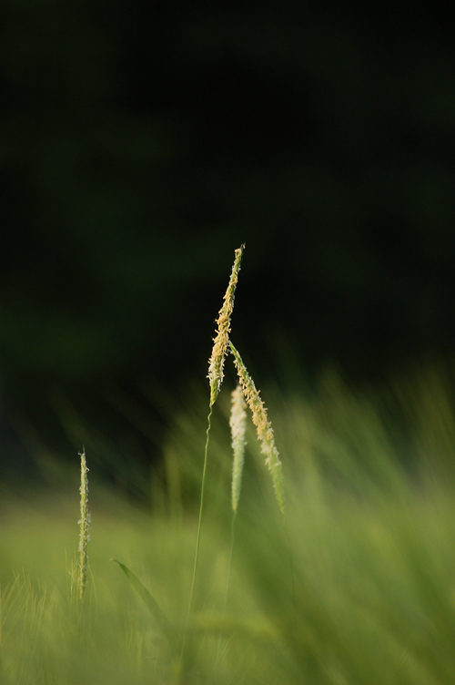 Grashalm im Getreidefeld