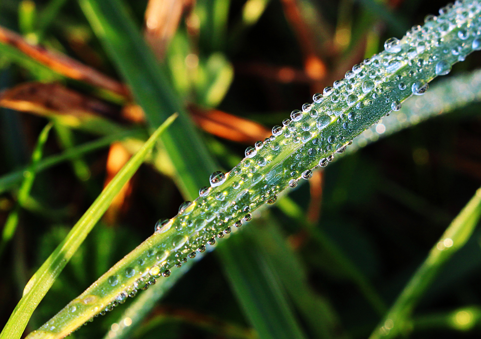 Grashalm im Morgentau