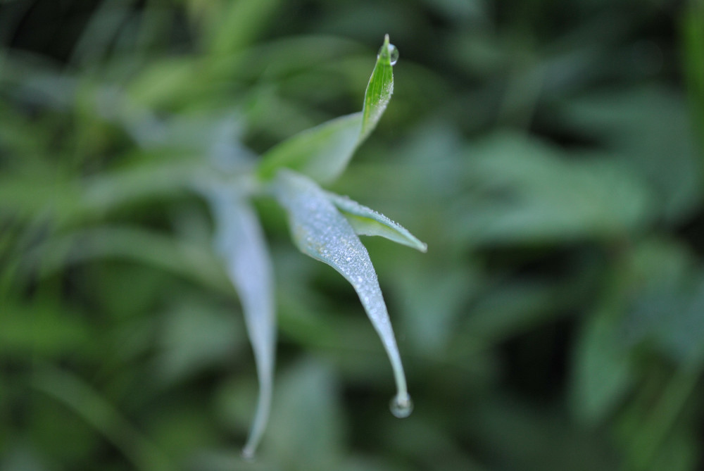 Grashalm im Morgentau