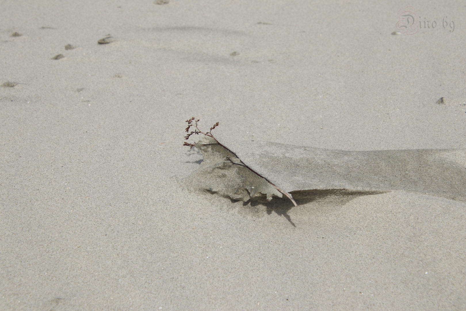 Grashalm im Sand gefangen