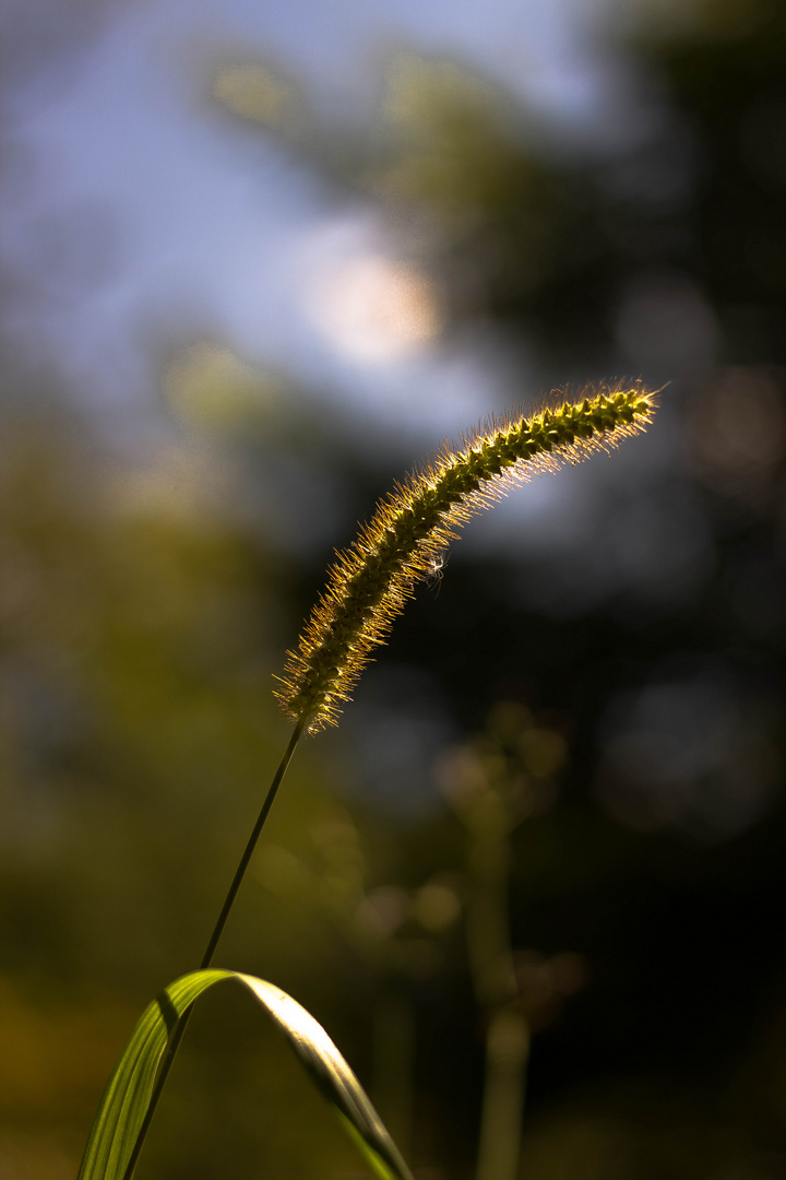 Grashalm im Sommer