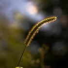 Grashalm im Sommer