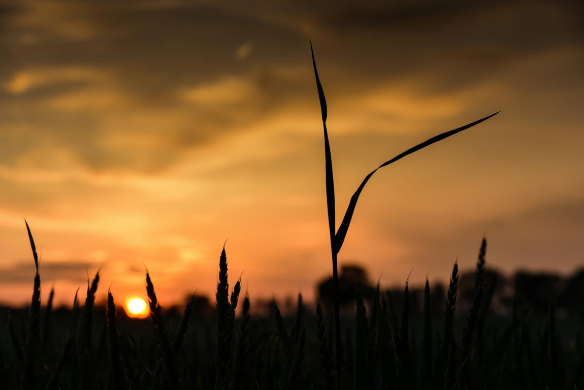 Grashalm im Sonnenuntergang