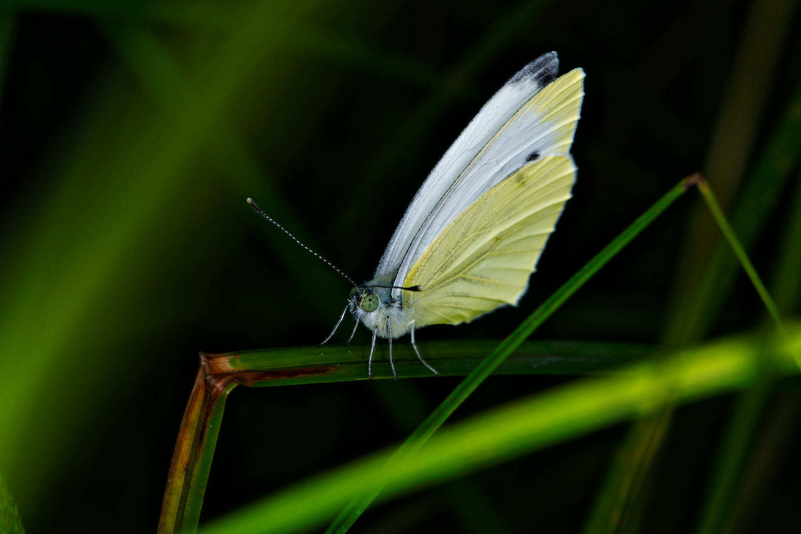 Grashalm-Mikado - Rapsweißling (Pieris napi)