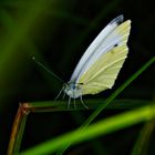 Grashalm-Mikado - Rapsweißling (Pieris napi)