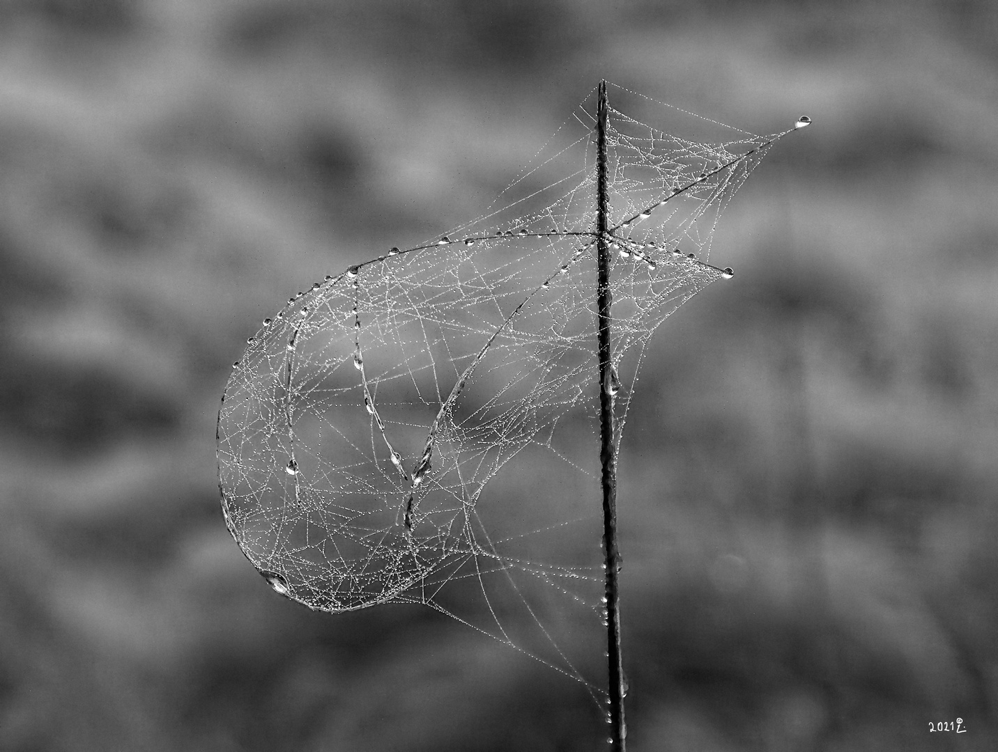 Grashalm mit Netz und Tropfen