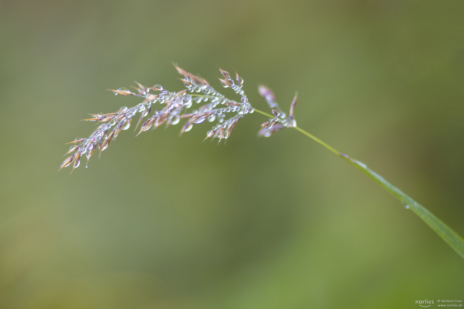 Grashalm mit Regentropfen