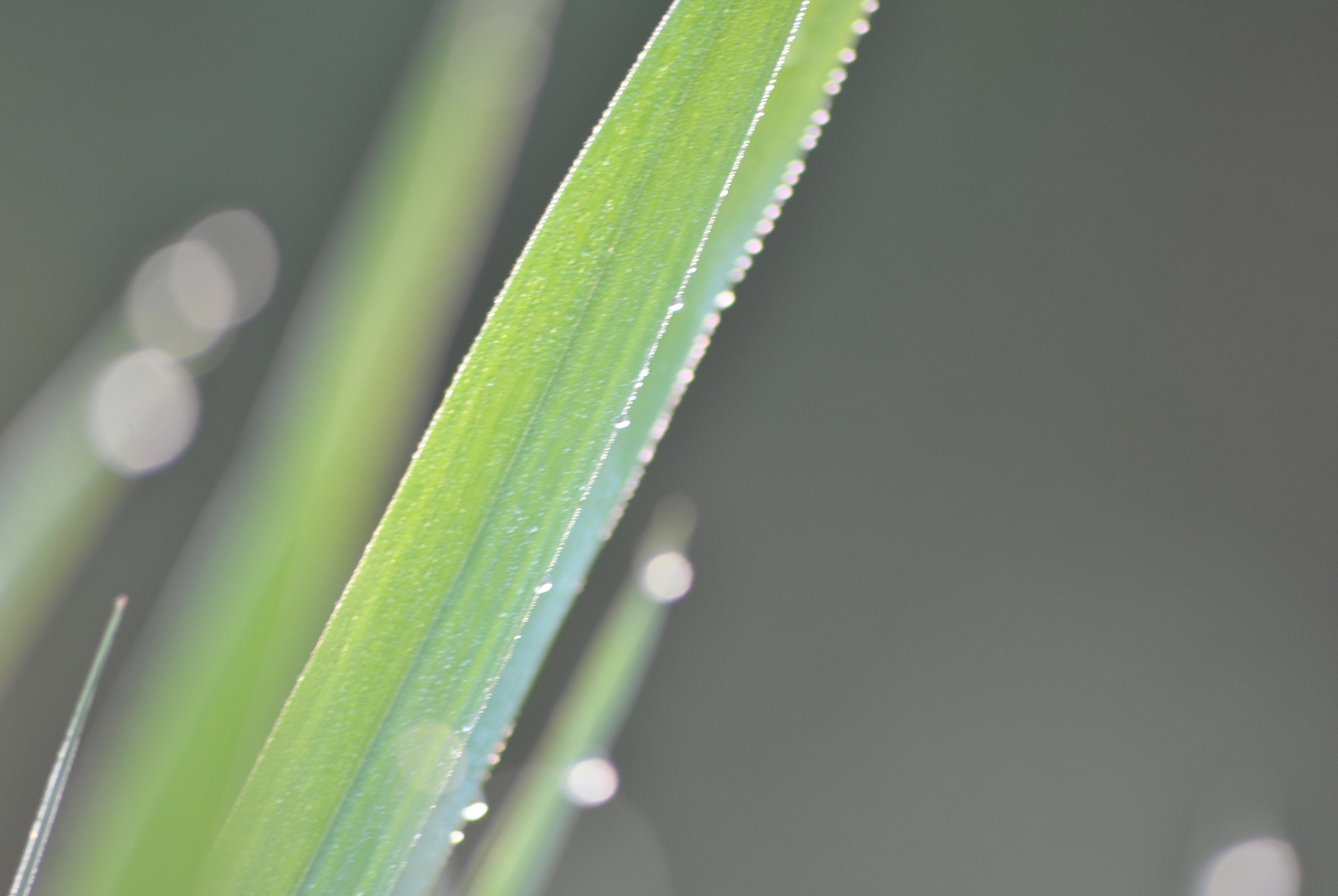 Grashalm mit Tau am Morgen