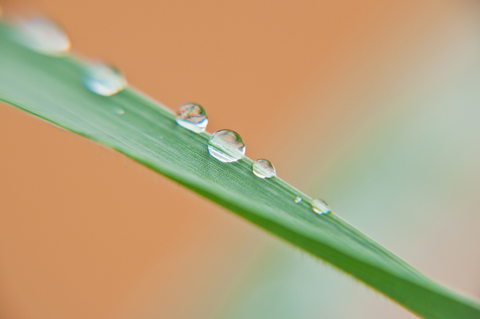 Grashalm mit Wassertropfen 2015/05/25-001