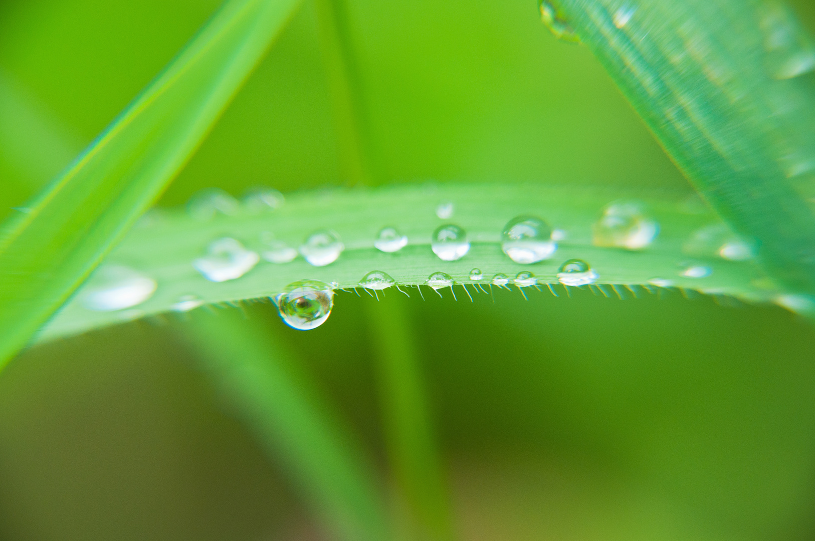 Grashalm mit Wassertropfen 2015/05/25-002