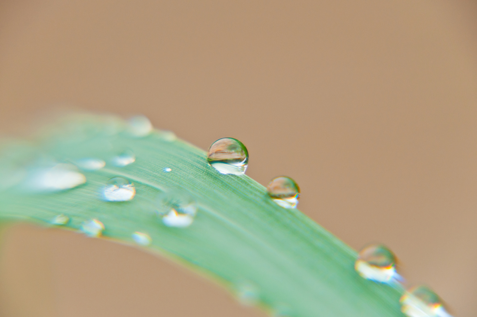 Grashalm mit Wassertropfen 2015/05/25-003