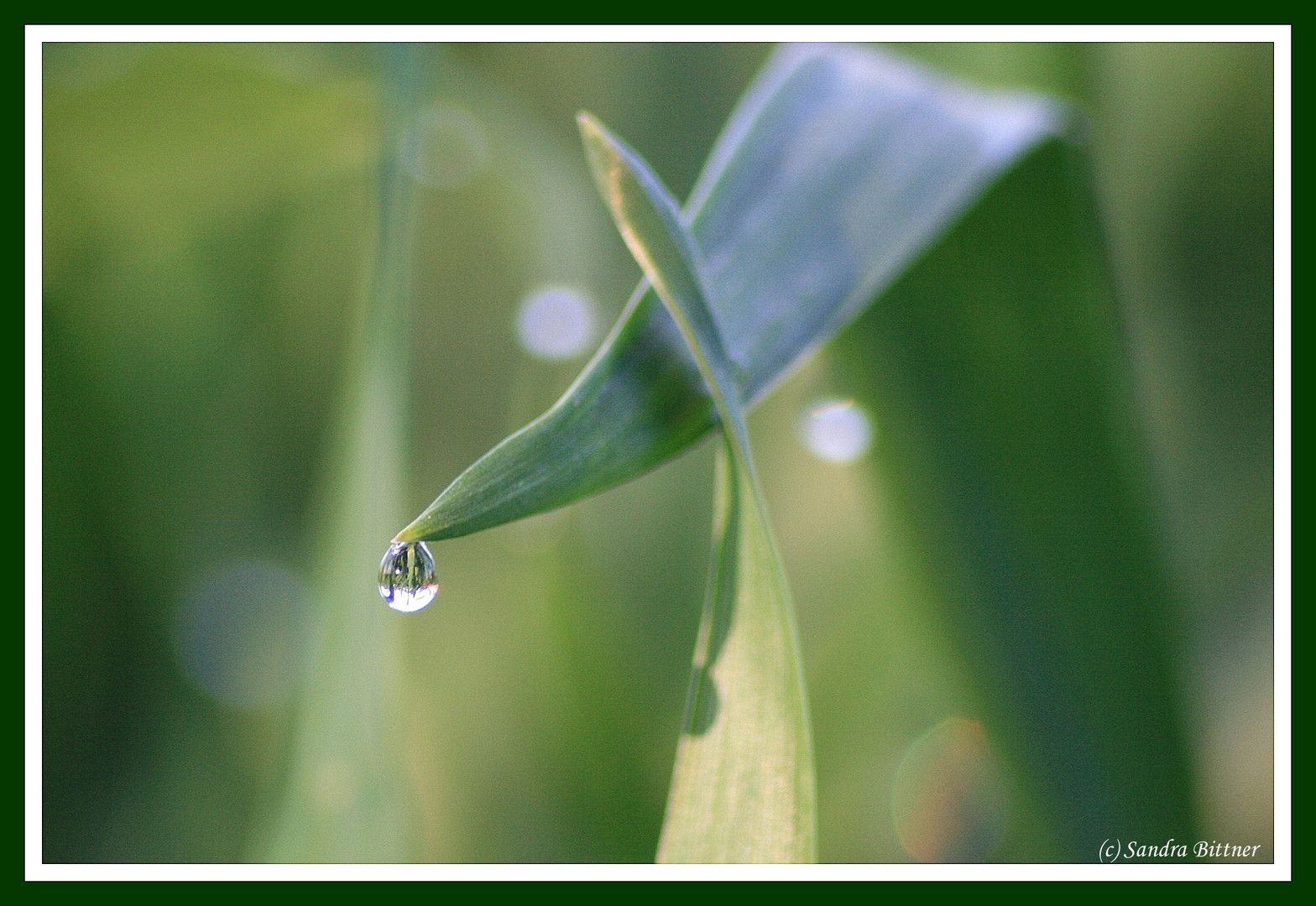 Grashalm mit Wassertropfen