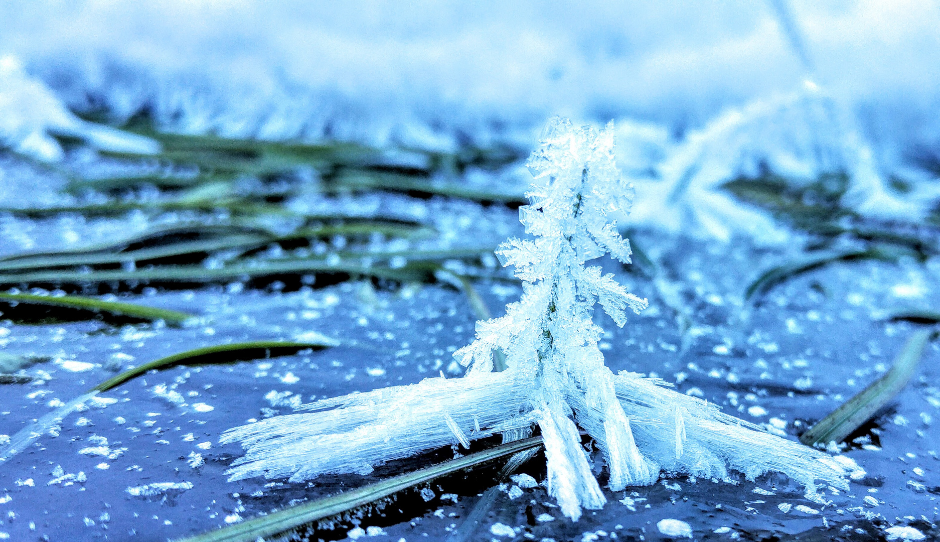 Grashalm-Pfützenfrost-Dings