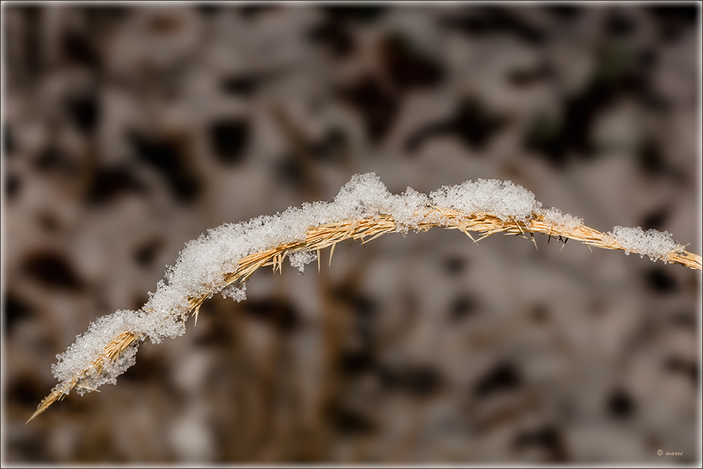 Grashalm - schneebedeckt