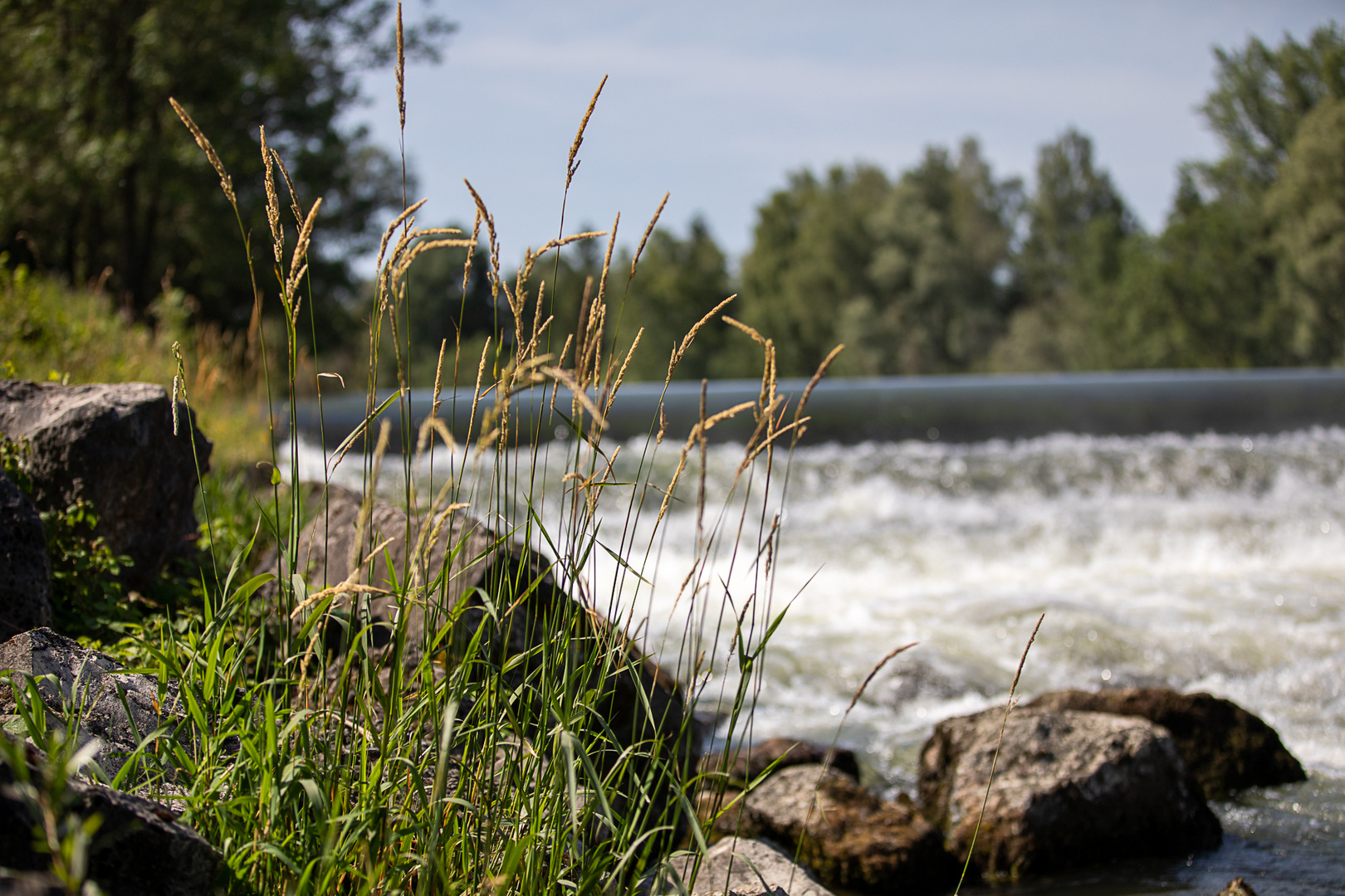 Grashalme am Fluss-Ufer