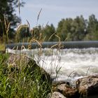 Grashalme am Fluss-Ufer