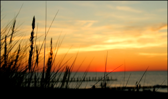 Grashalme an der Ostsee