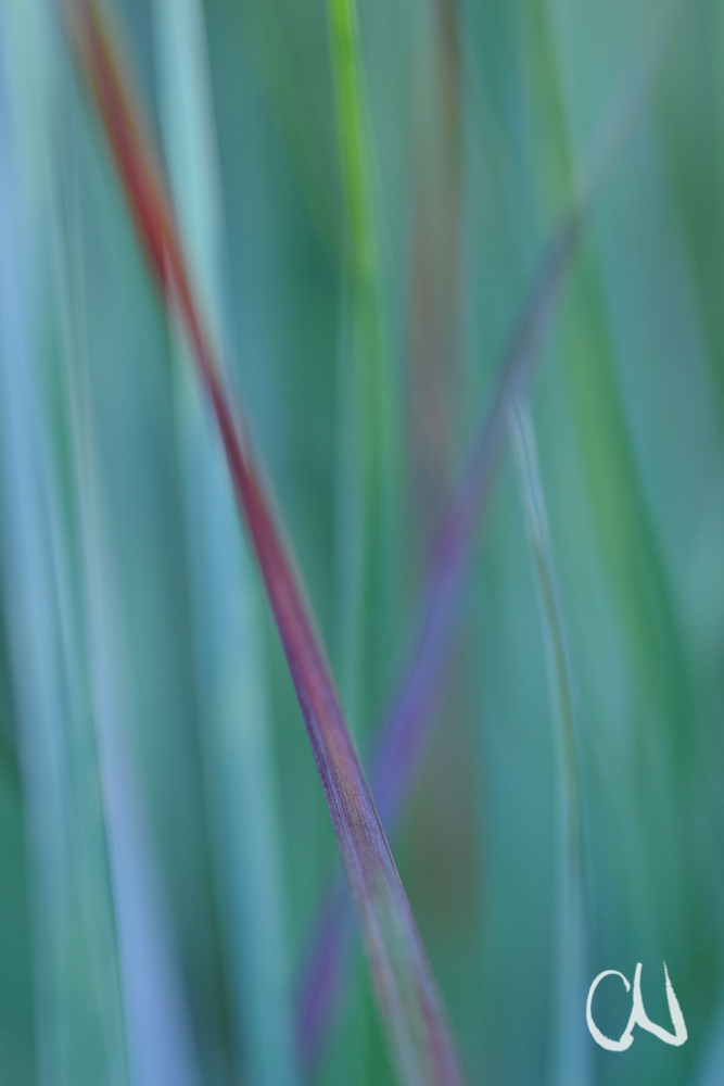 Grashalme, Drakensberge, Südafrika