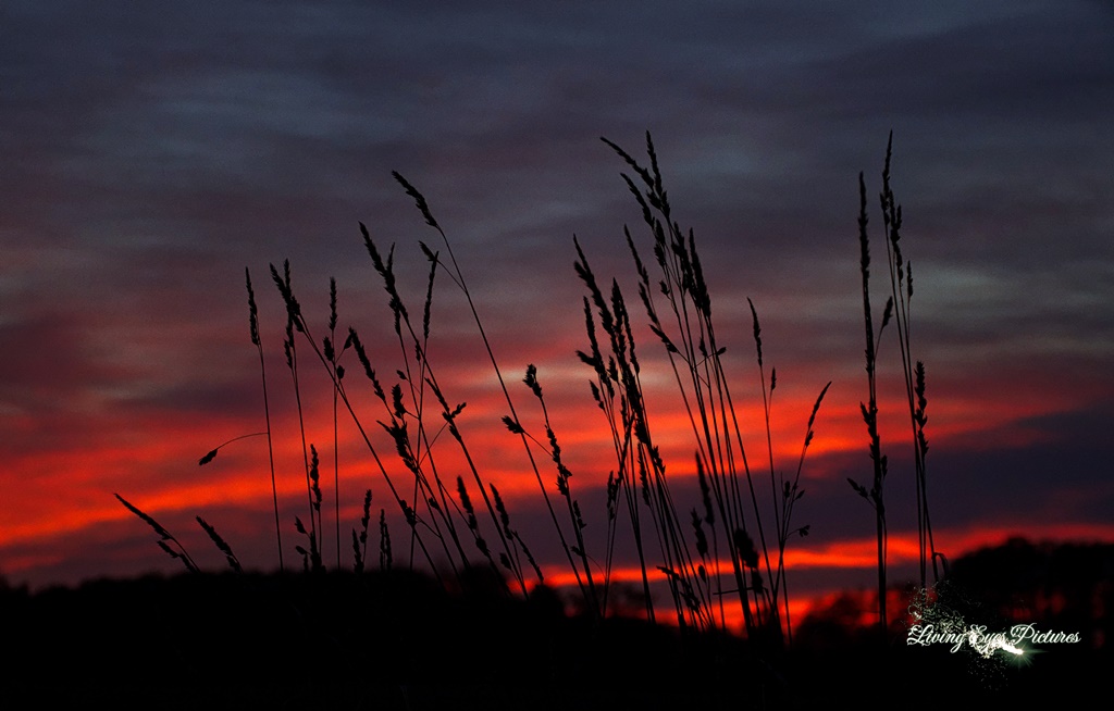 Grashalme im feurigen Sonnenuntergang