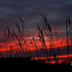 Grashalme im feurigen Sonnenuntergang