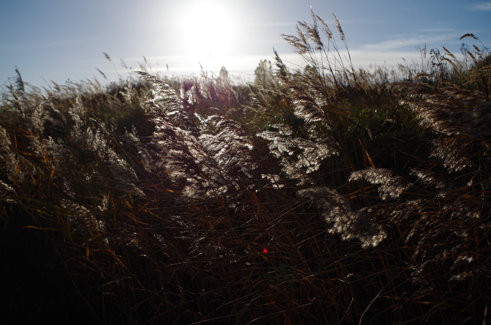 Grashalme im Gegenlicht