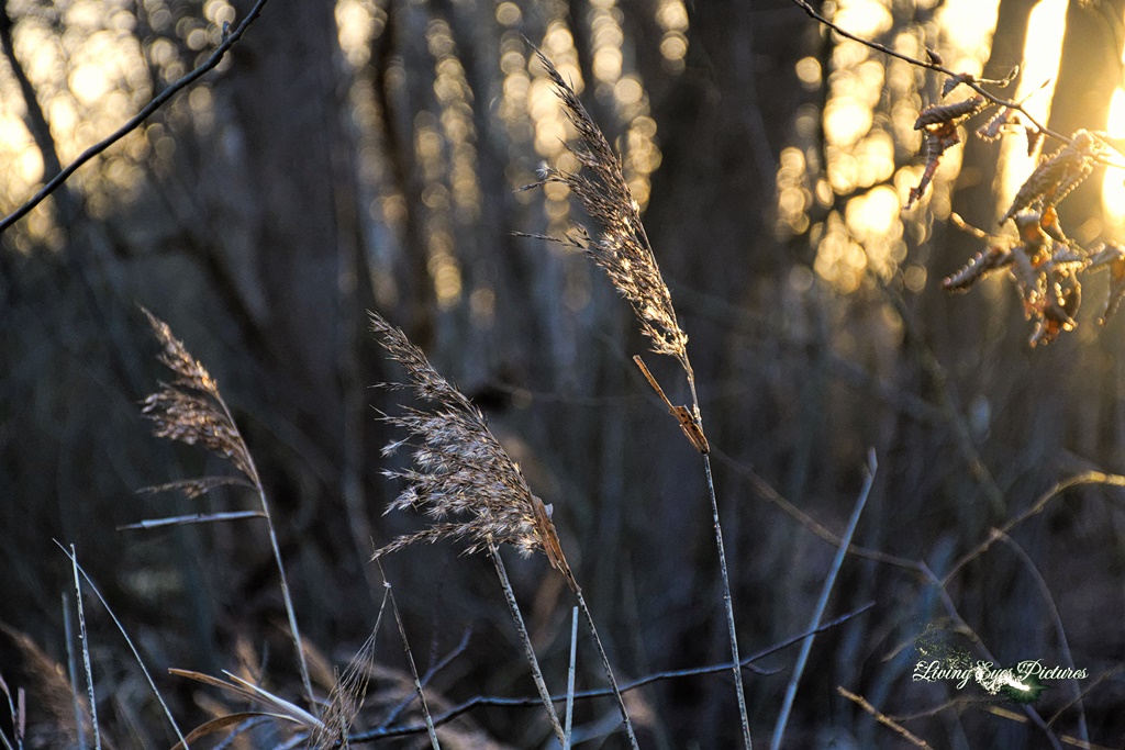 Grashalme im Morgenlicht - Großes Torfmoor Lübbecke