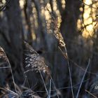 Grashalme im Morgenlicht - Großes Torfmoor Lübbecke