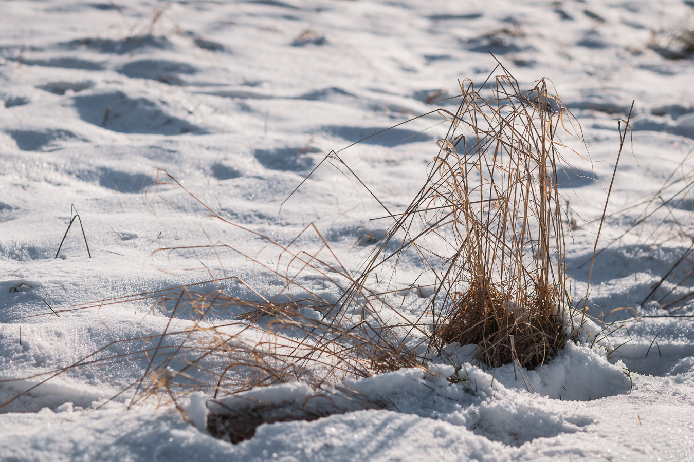 Grashalme im Schnee