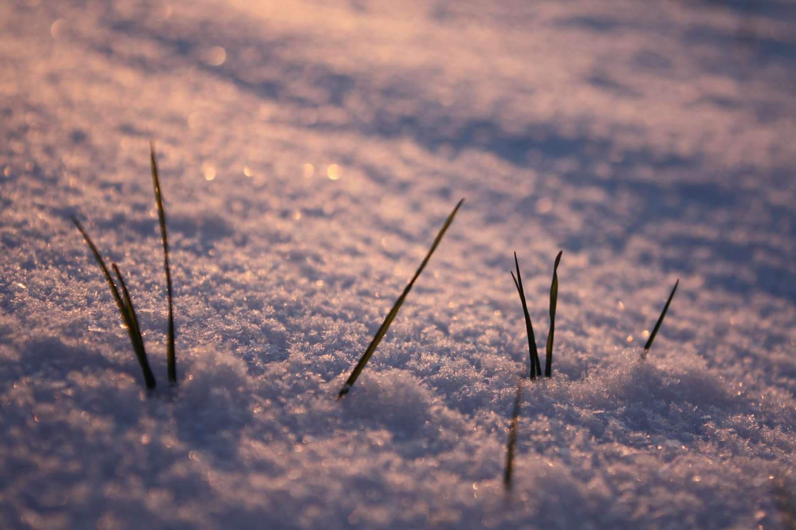 Grashalme im Schnee