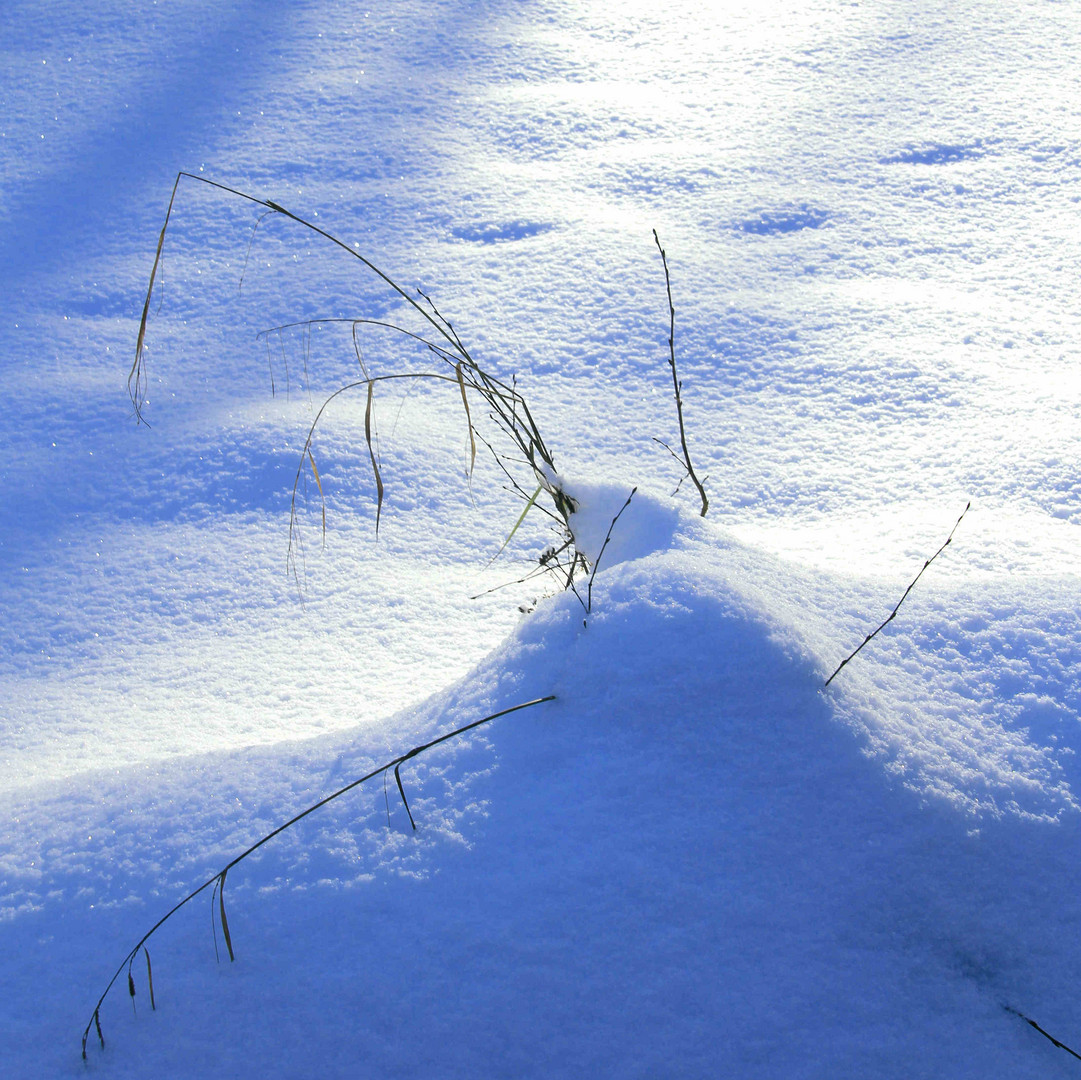 Grashalme im Schnee