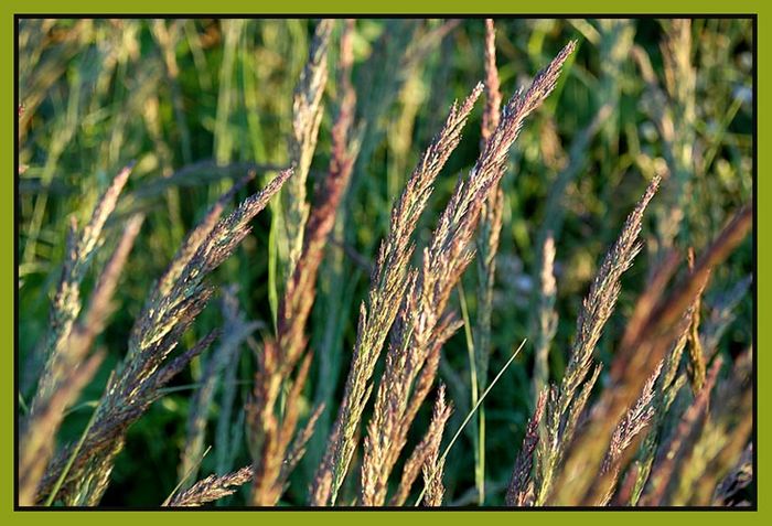 grashalme im sonnenlicht