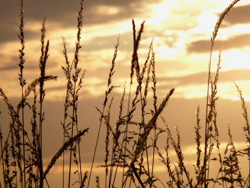 Grashalme im Sonnenlicht