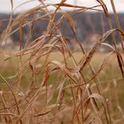 Grashalme im Spätwinter an den Elbwiesen