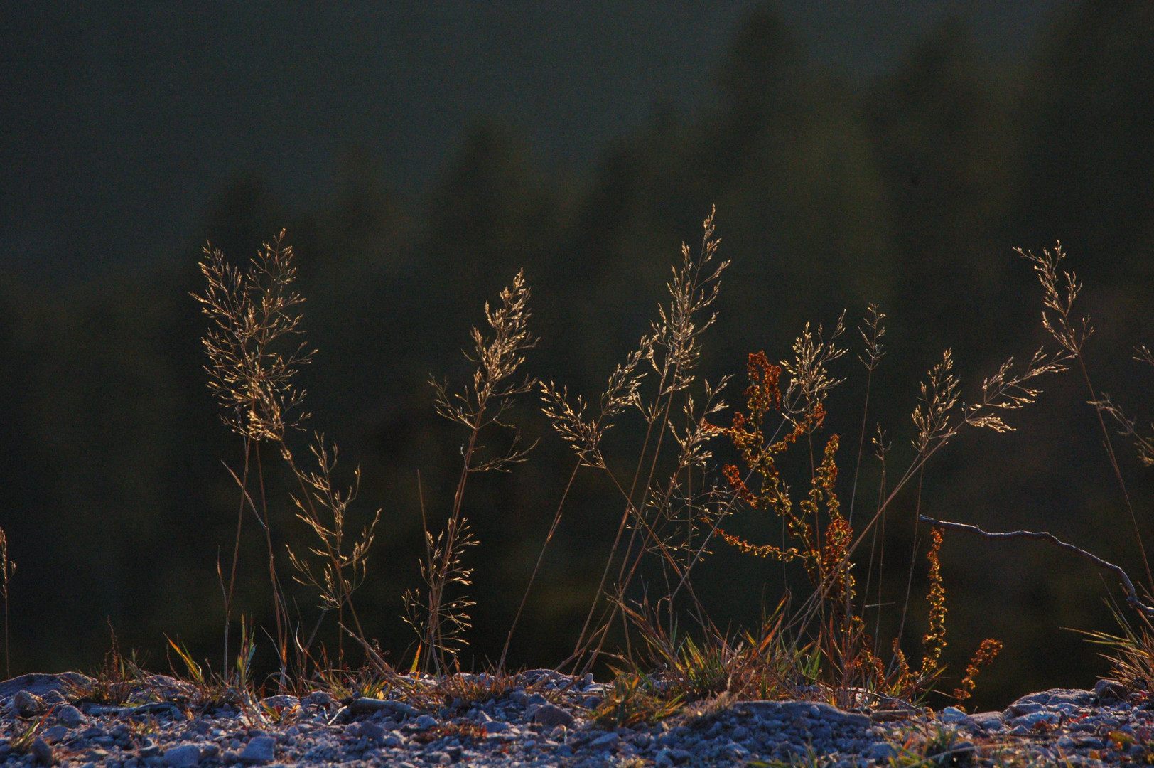 Grashalme in der Abendsonne