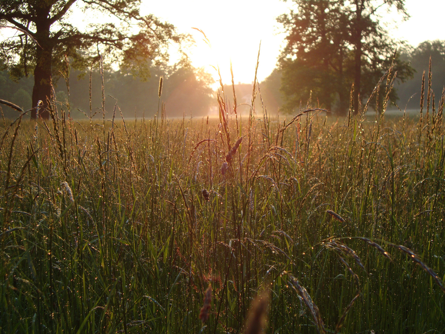 Grashalme in der Abendsonne