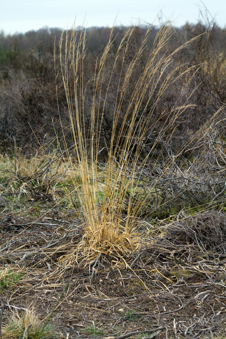 Grashalme in der Drover Heide