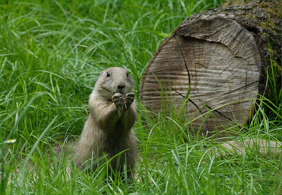 Grashalme knabbern