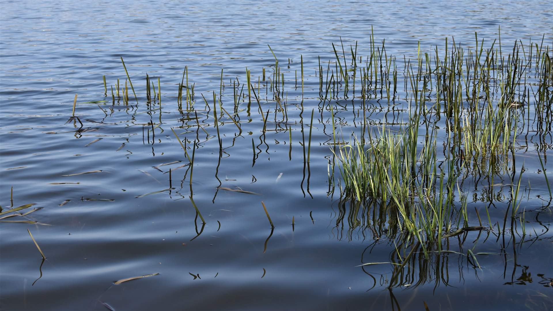Grashalme ragen an die Wasseroberfläche des Sees