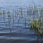 Grashalme ragen an die Wasseroberfläche des Sees