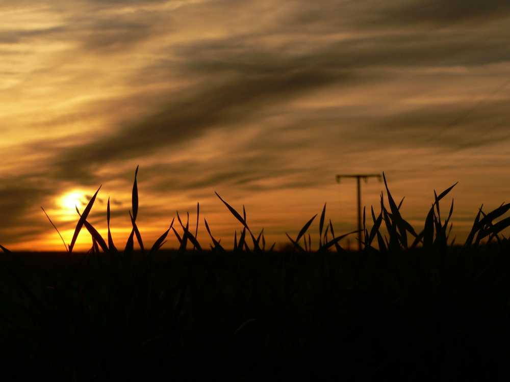 Grashalme vorm Sonnenuntergang